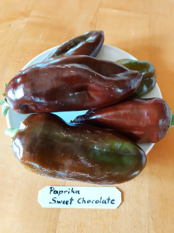 Chili / Paprika: Paprika Sweet Chocolate