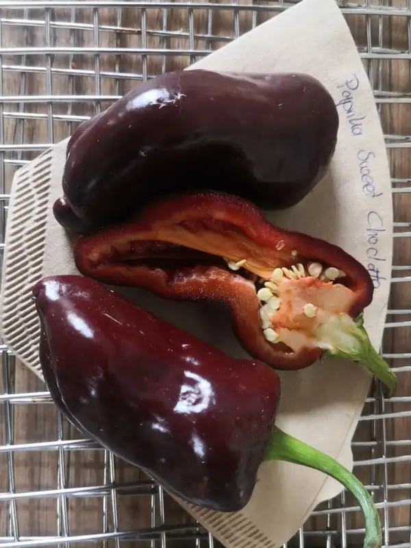 Chili / Paprika: Paprika Sweet Chocolate