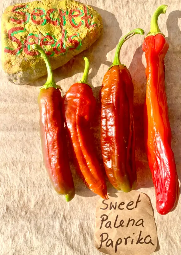 Chili / Paprika: Paprika “Sweet Palena”