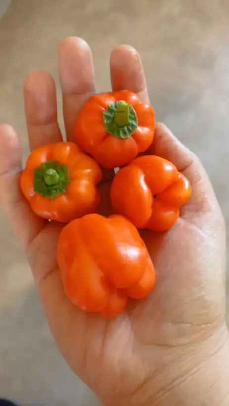 Chili / Paprika: Paprika Tatayoyo