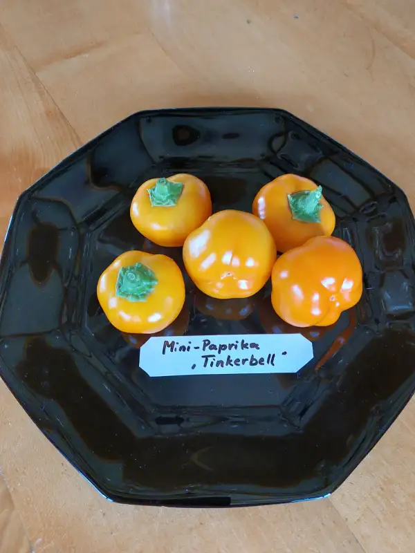 Chili / Paprika: Paprika Tinkerbell