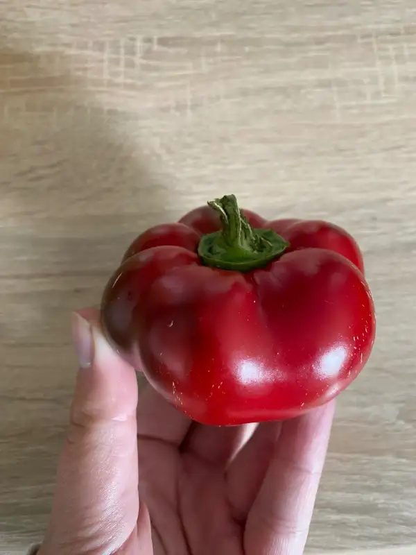 Chili / Paprika: Paprika Tomatenform