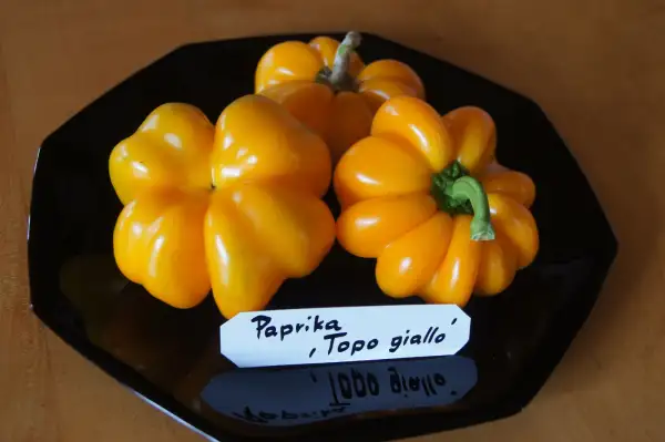 Chili / Paprika: Paprika Topo giallo