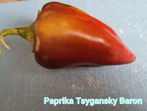 Chili / Paprika: Paprika Tsygansky Baron