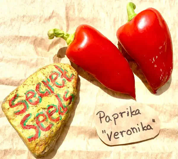 Chili / Paprika: Paprika “Veronika”