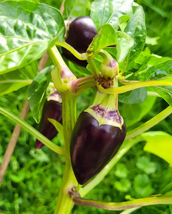 Chili / Paprika: Paprika "Violet Sparkle"