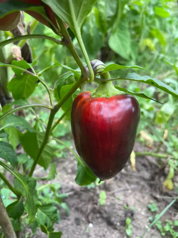 Chili / Paprika: Paprika Violet Sparkle