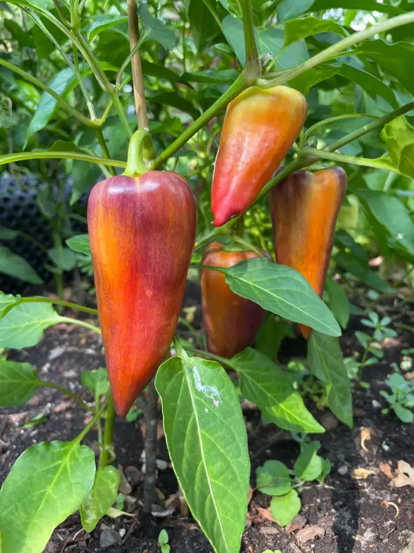 Paprika: Paprika Violet Sparkle