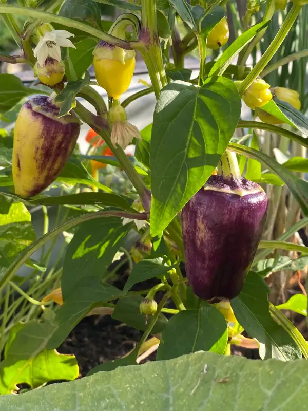 Chili / Paprika: Paprika Violet Sparkle