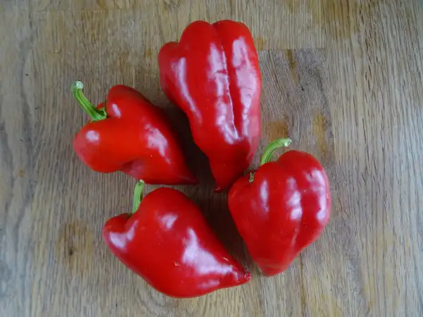 Chili / Paprika: Paprika Zlata