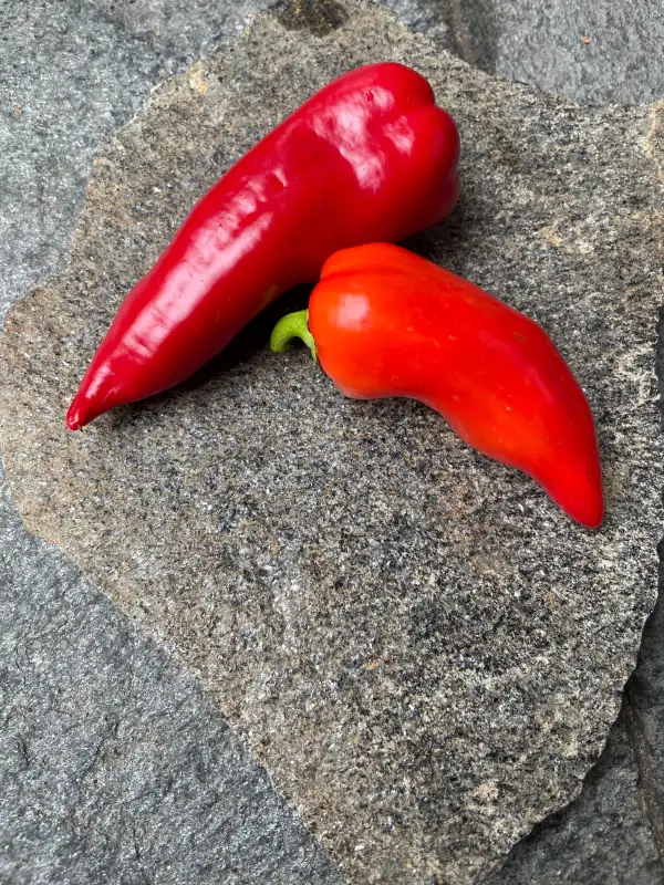 Chili / Paprika: Paprika Zlata