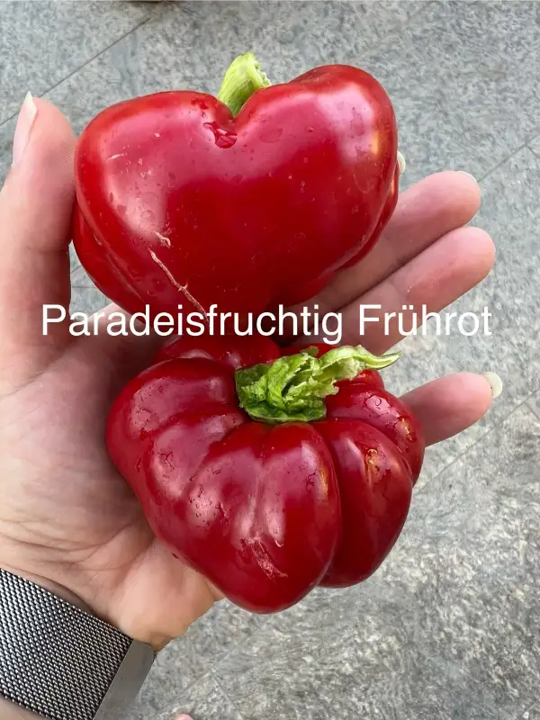 Chili / Paprika: Paradeisfruchtiger Frührot