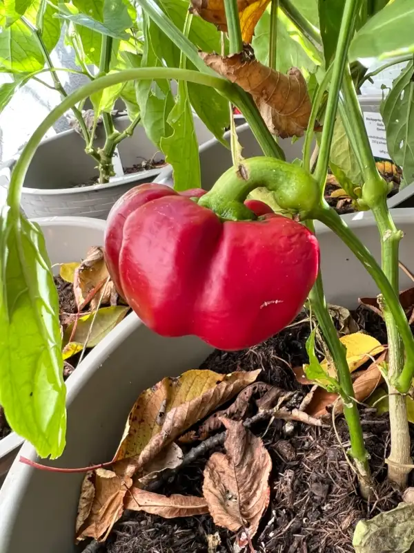 Chili / Paprika: Paradeisfruchtiger Frührot