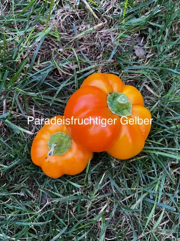 Chili / Paprika: Paradeisfruchtiger Gelber