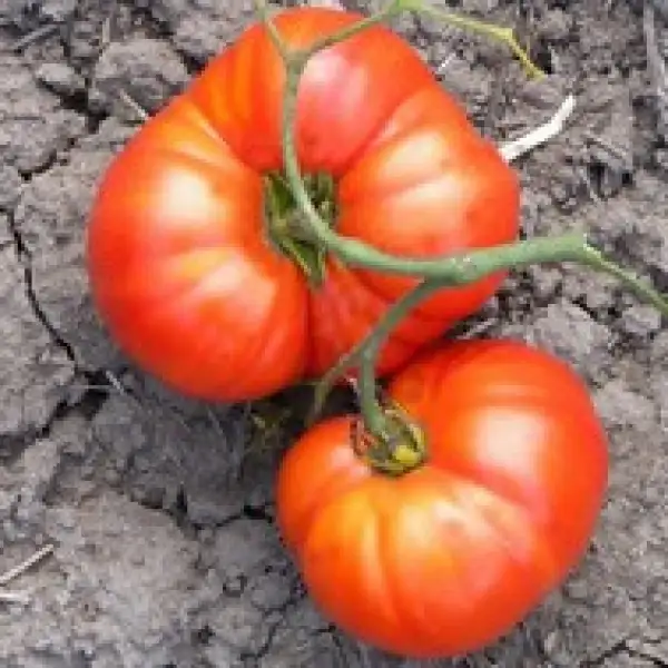 Tomaten: Paragon oder Livingston