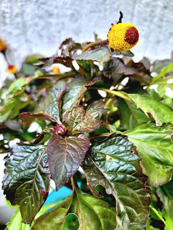 Kräuter: Parakresse