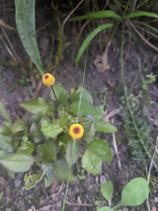 Kräuter: Parakresse Jambú Rot ( Acmella oleracea)