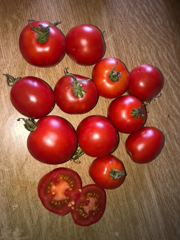 Tomaten: Pare Benet del Bedorc