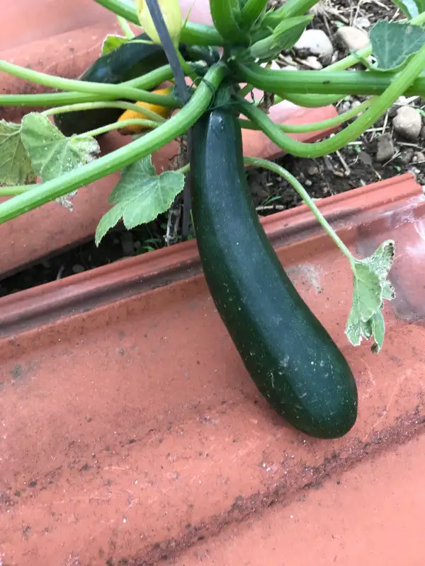 Zucchini: Partenon