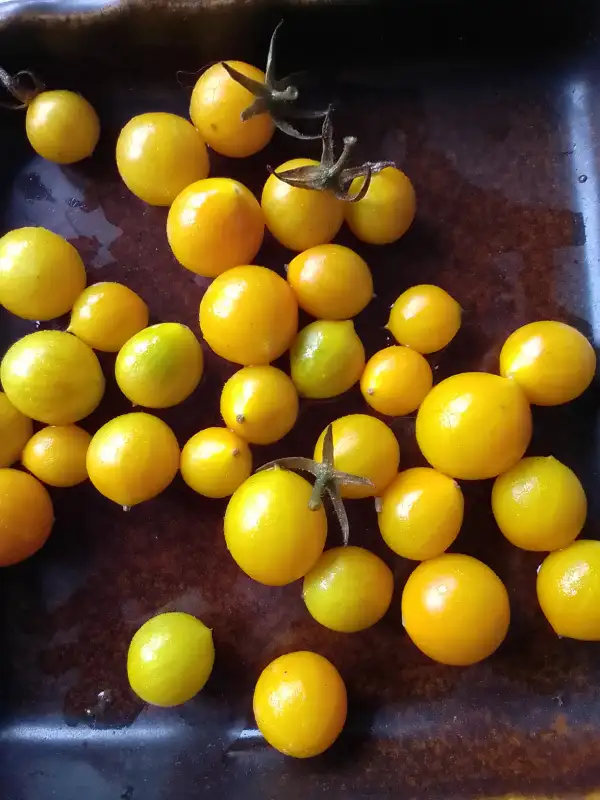 Tomaten: Parvibactum Wildtomate
