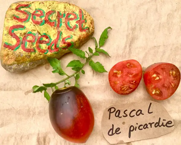 Tomaten: Pascal de Picardie