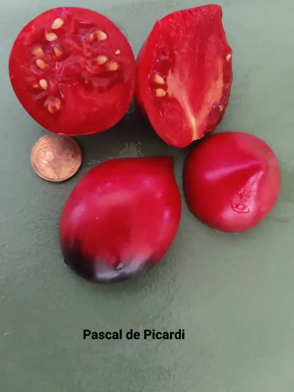 Tomaten: Pascal de Picardie