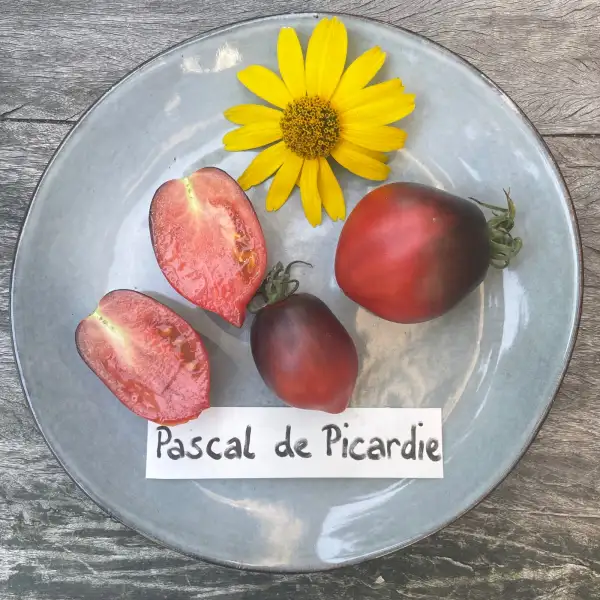 Tomaten: Pascal de Picardie