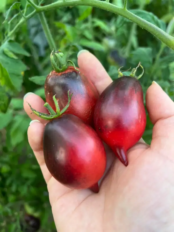 Tomaten: Pascal de Picardie