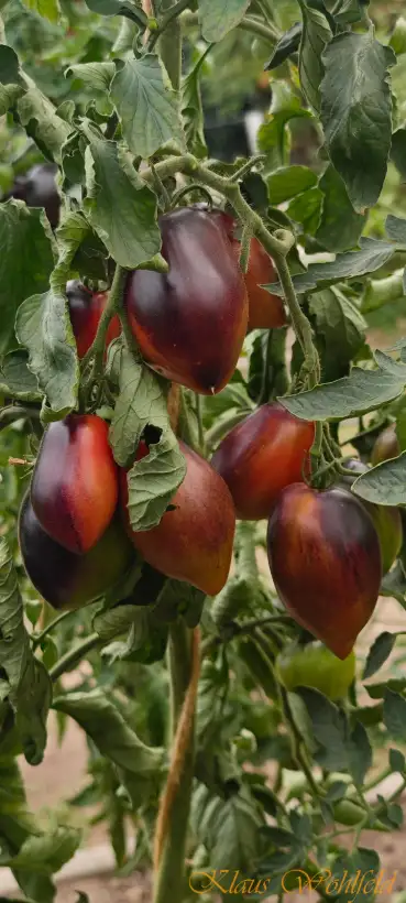 Tomaten: Pascal de Picardie