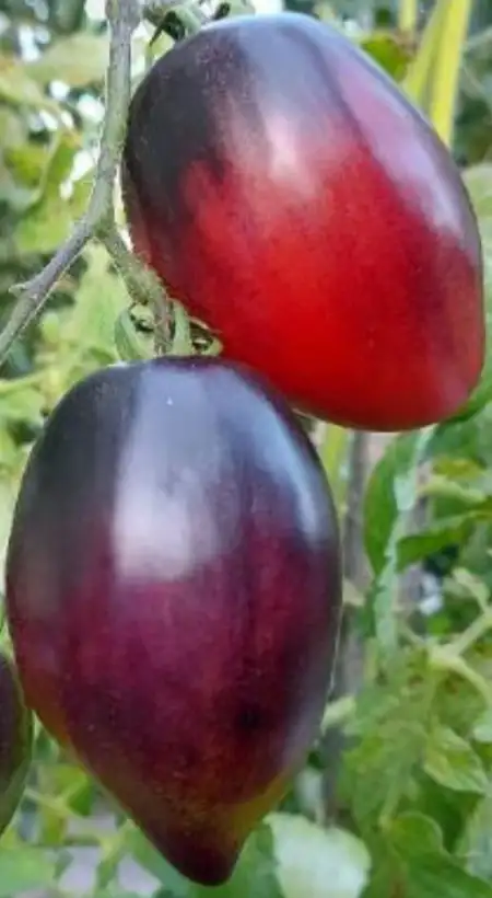 Tomaten: Pascal de Picardie