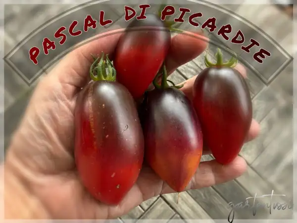 Tomaten: Pascal de Picardie