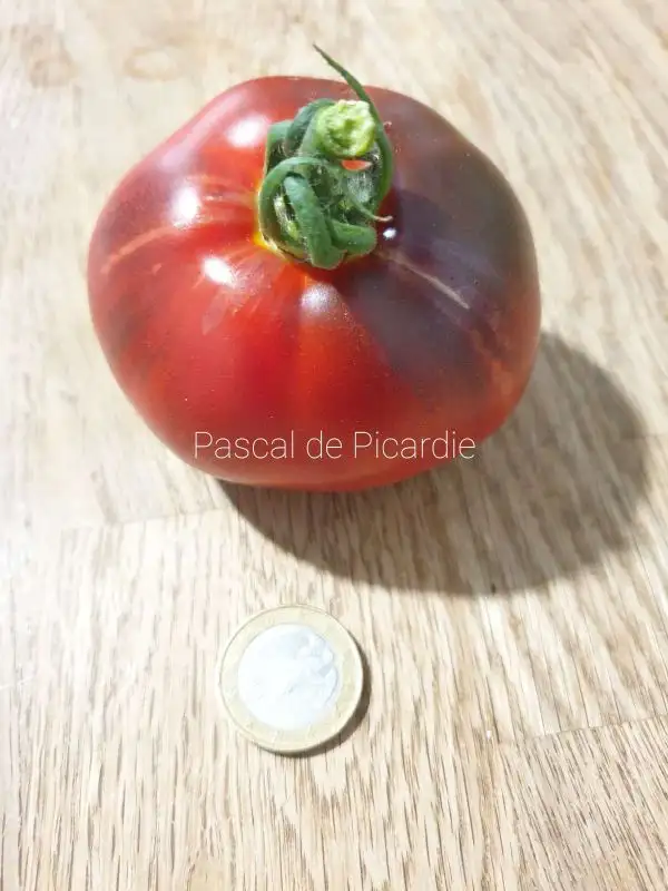 Tomaten: Pascal de Picardie