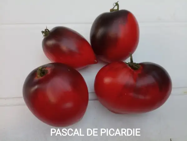 Tomaten: Pascal de Picardie