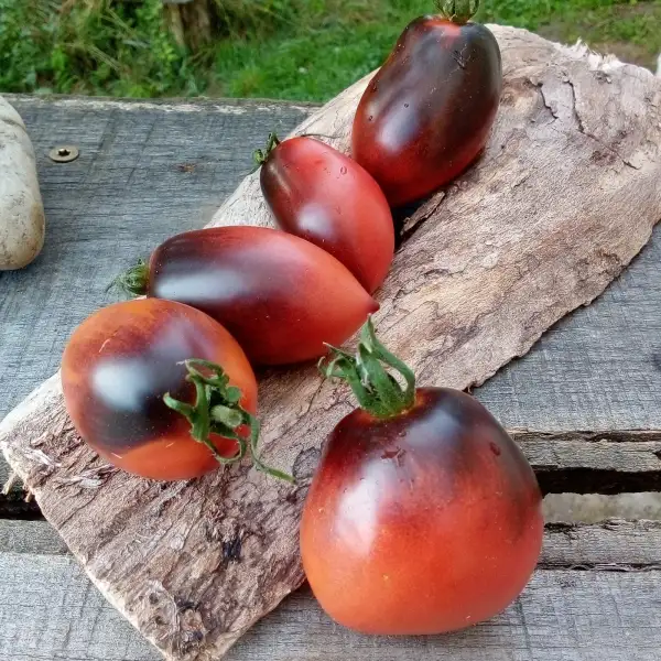 Tomaten: Pascal de Picardie, Pflaumentomate, rosa-pink bis rot mit intensiv violett-lila gefärbten Schultern, Sehr ertragreich