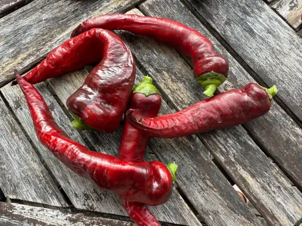 Chili: Pasilla bajio