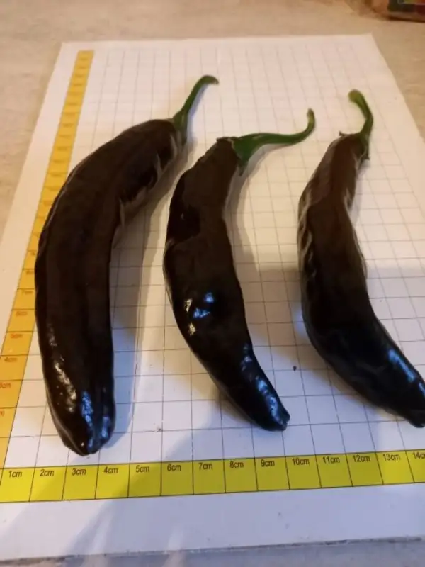 Chili / Paprika: Pasilla Bajio Pepper