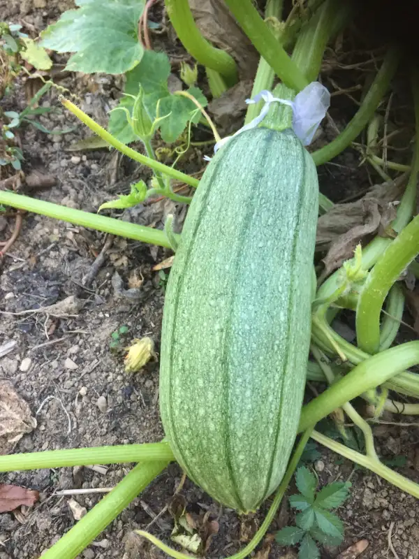 andere Gemüse: Passacamins de Àger zucchini