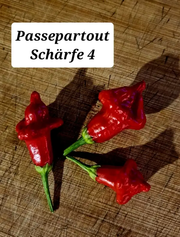 Chili / Paprika: Passepartout