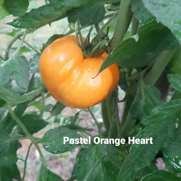 Tomaten: Pastel Orange Heart