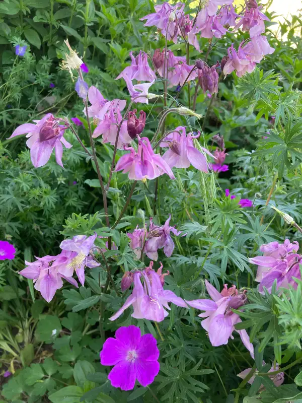 Blumen: Pastellfarbene Akeleien