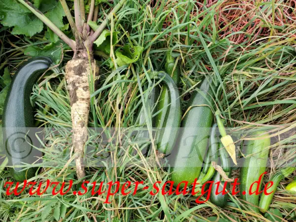 andere Gemüse: Pastinake Dugi Bijeli