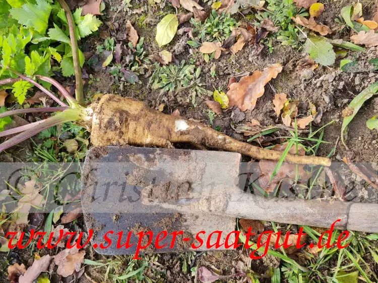 andere Gemüse: Pastinake Dugi Bijeli