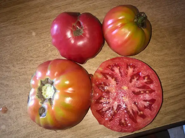 Tomaten: Pata Negra de JARL