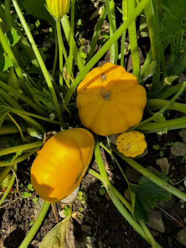 Kürbisse: Patisson Gelb