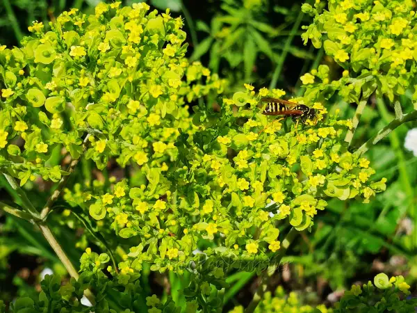 Stauden / Gehölz: Patrinia monandra ‣ ‣ Chinesischer Goldbaldrian ‣ ‣ Chinese Valerian