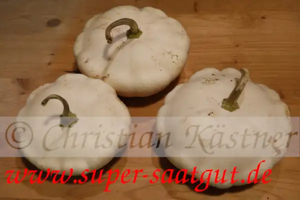 Zucchini: Pattison Disco (weiß)