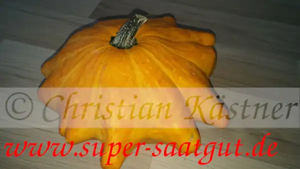 Zucchini: Pattison gelb