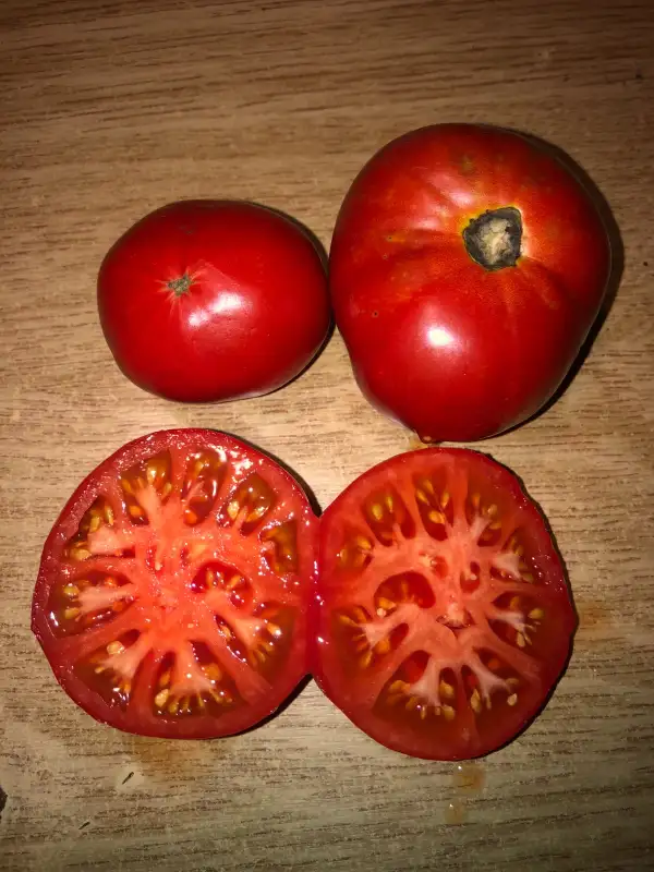 Tomaten: Paudex