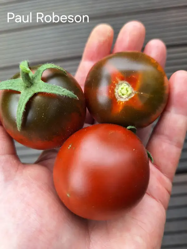 Tomaten: Paul Robeson