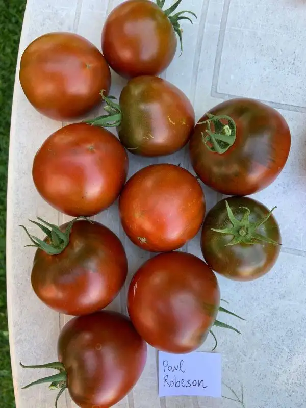 Tomaten: Paul Robeson